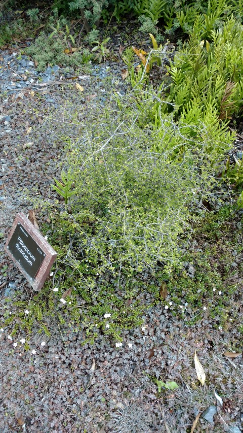 Pittosporum divaricatum plantplacesimage20161213_122002.jpg