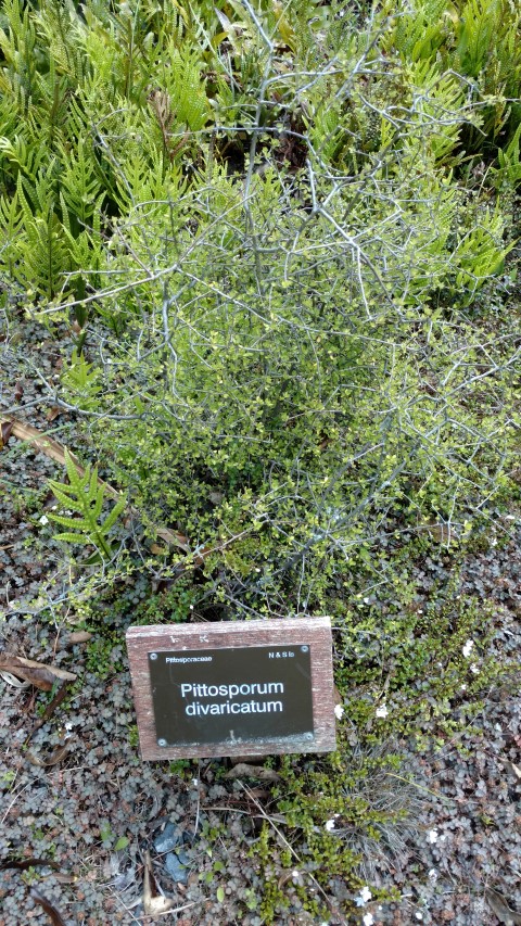Pittosporum divaricatum plantplacesimage20161213_122013.jpg