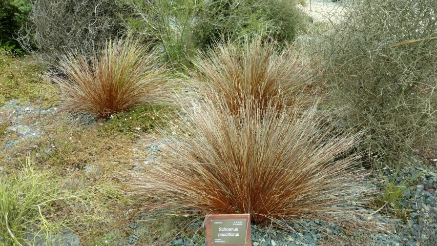 Schoenus pauciflorus plantplacesimage20161213_122109.jpg