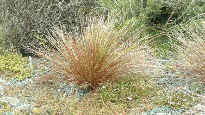 Schoenus pauciflorus plantplacesimage20161213_122124.jpg