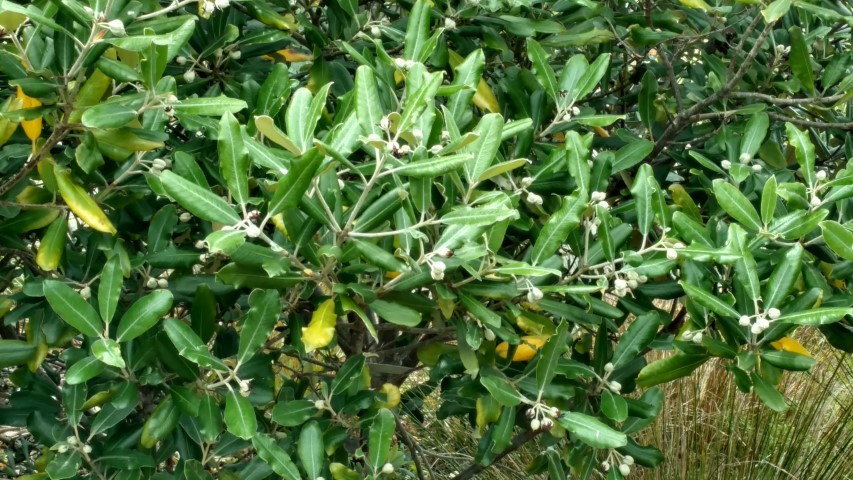 Pittosporum elipticum plantplacesimage20161213_122311.jpg