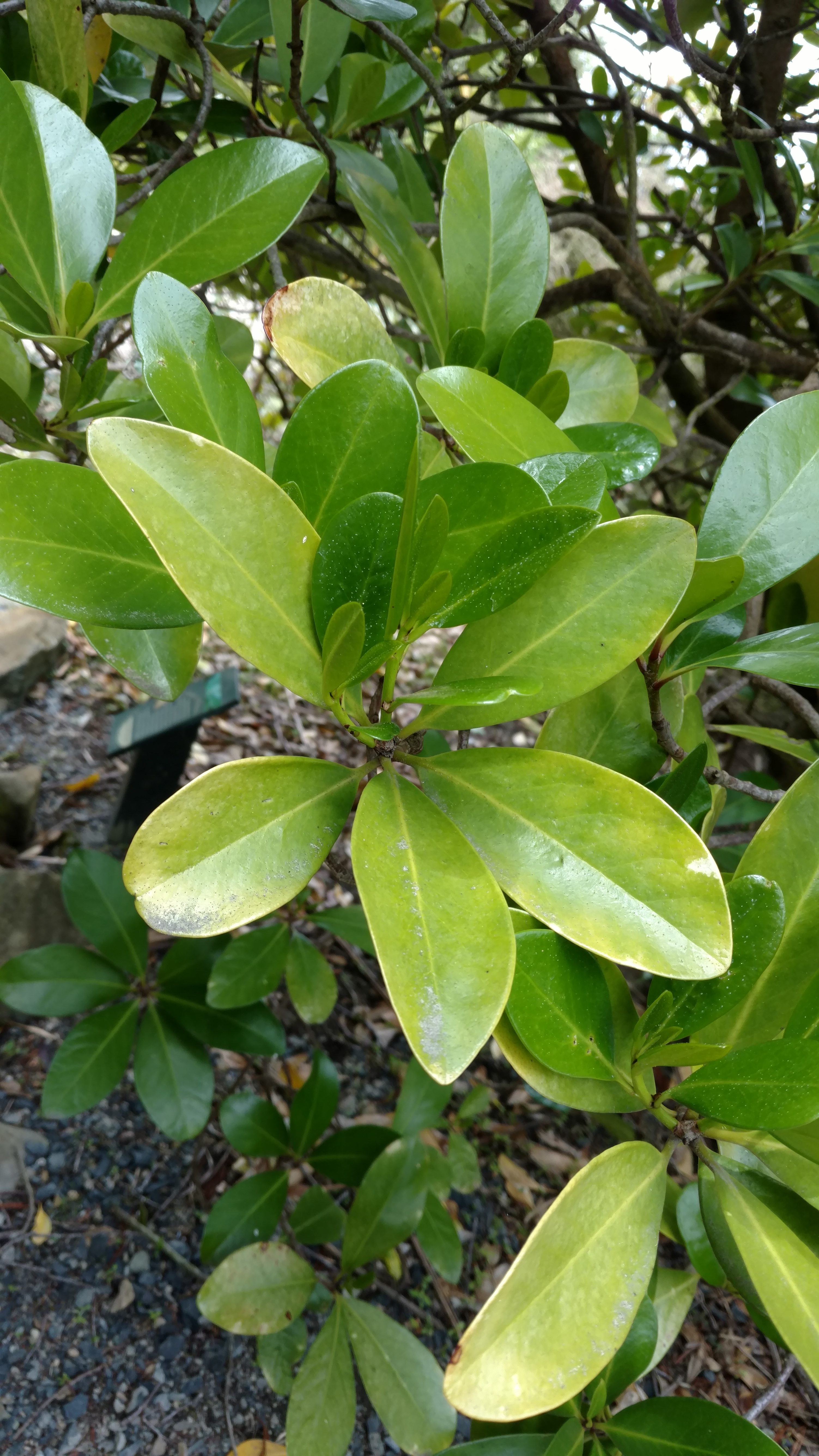 Corynocarpus laevigatus plantplacesimage20161213_123528.jpg