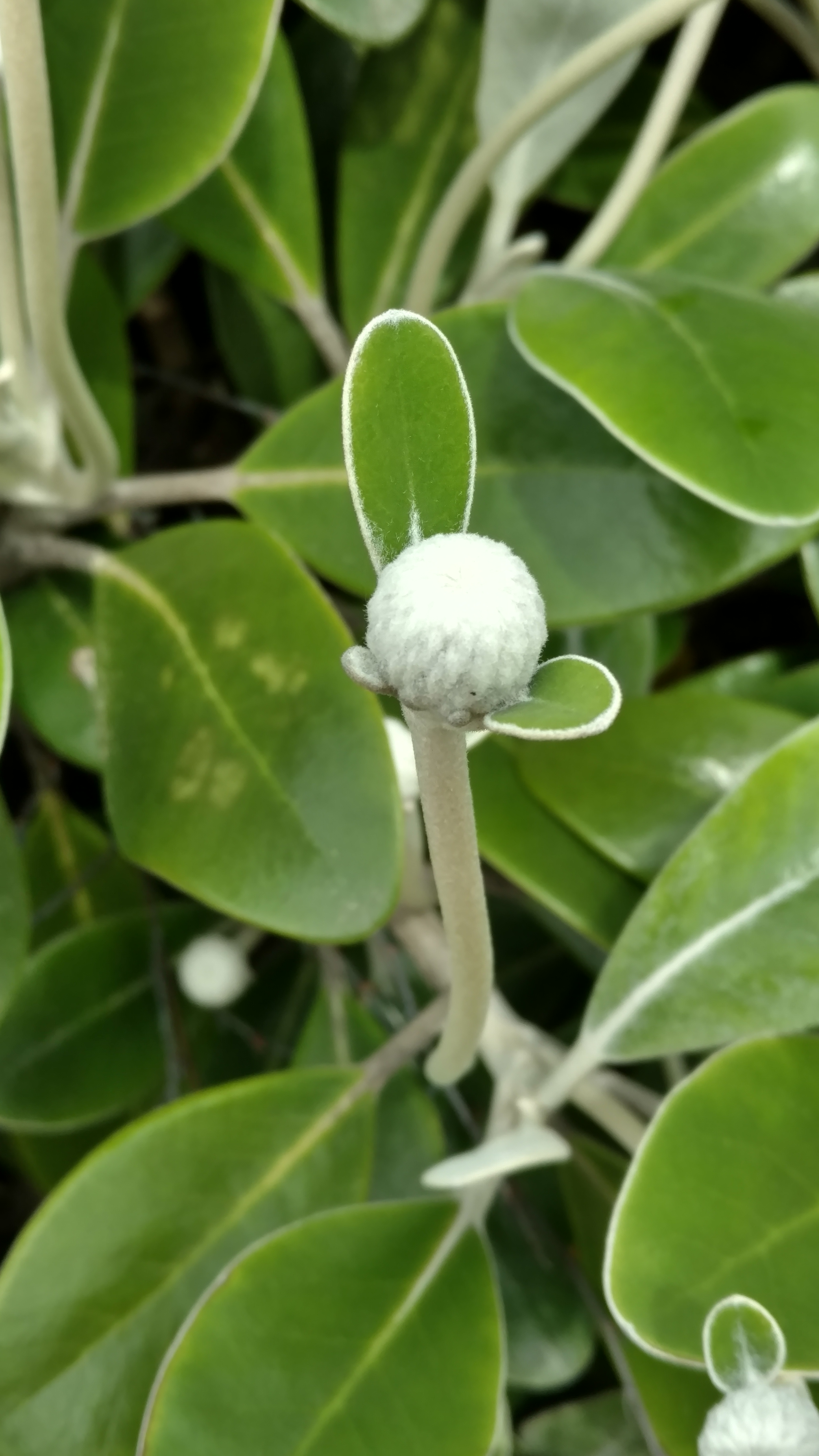 Pachystegia insignis plantplacesimage20161213_123843.jpg