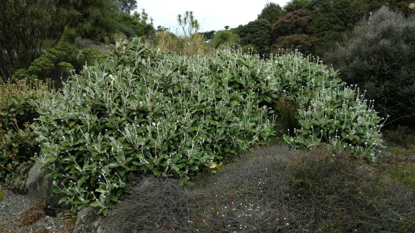 Pachystegia insignis plantplacesimage20161213_123904.jpg