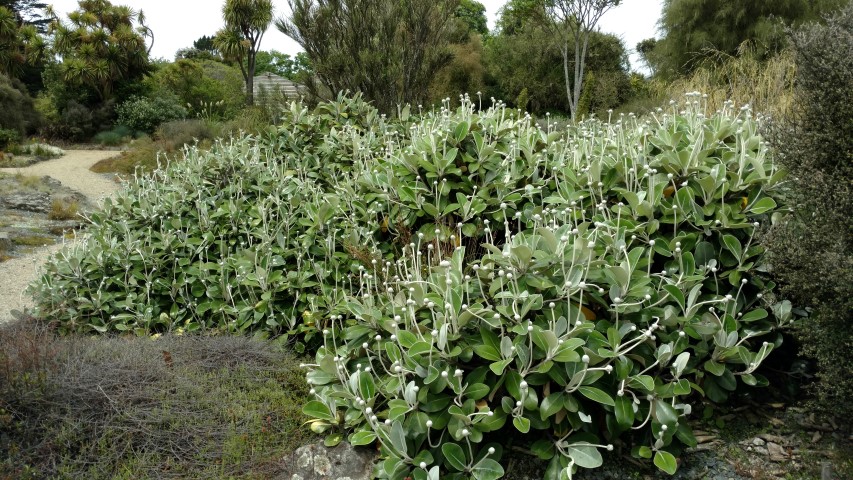 Pachystegia insignis plantplacesimage20161213_123919.jpg