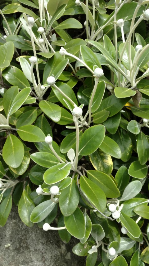 Pachystegia insignis plantplacesimage20161213_123936.jpg
