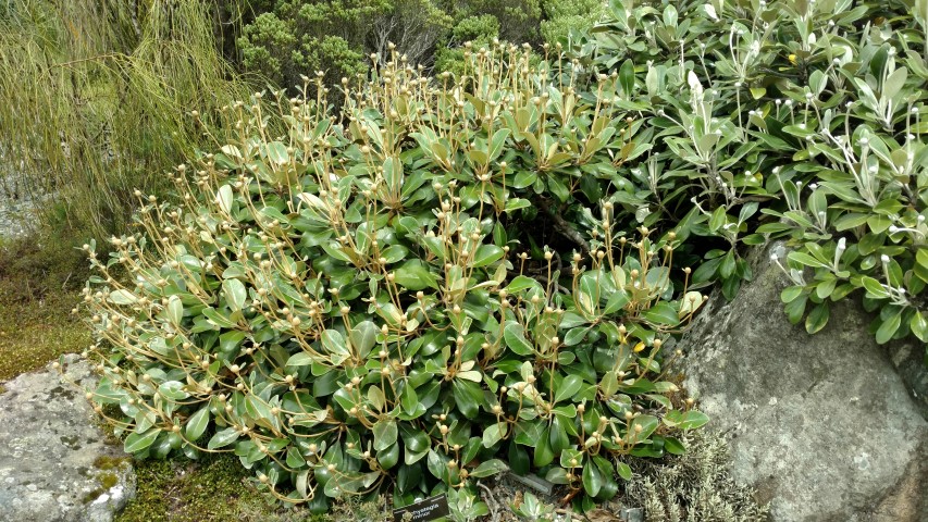 Pachystegia minor plantplacesimage20161213_124004.jpg