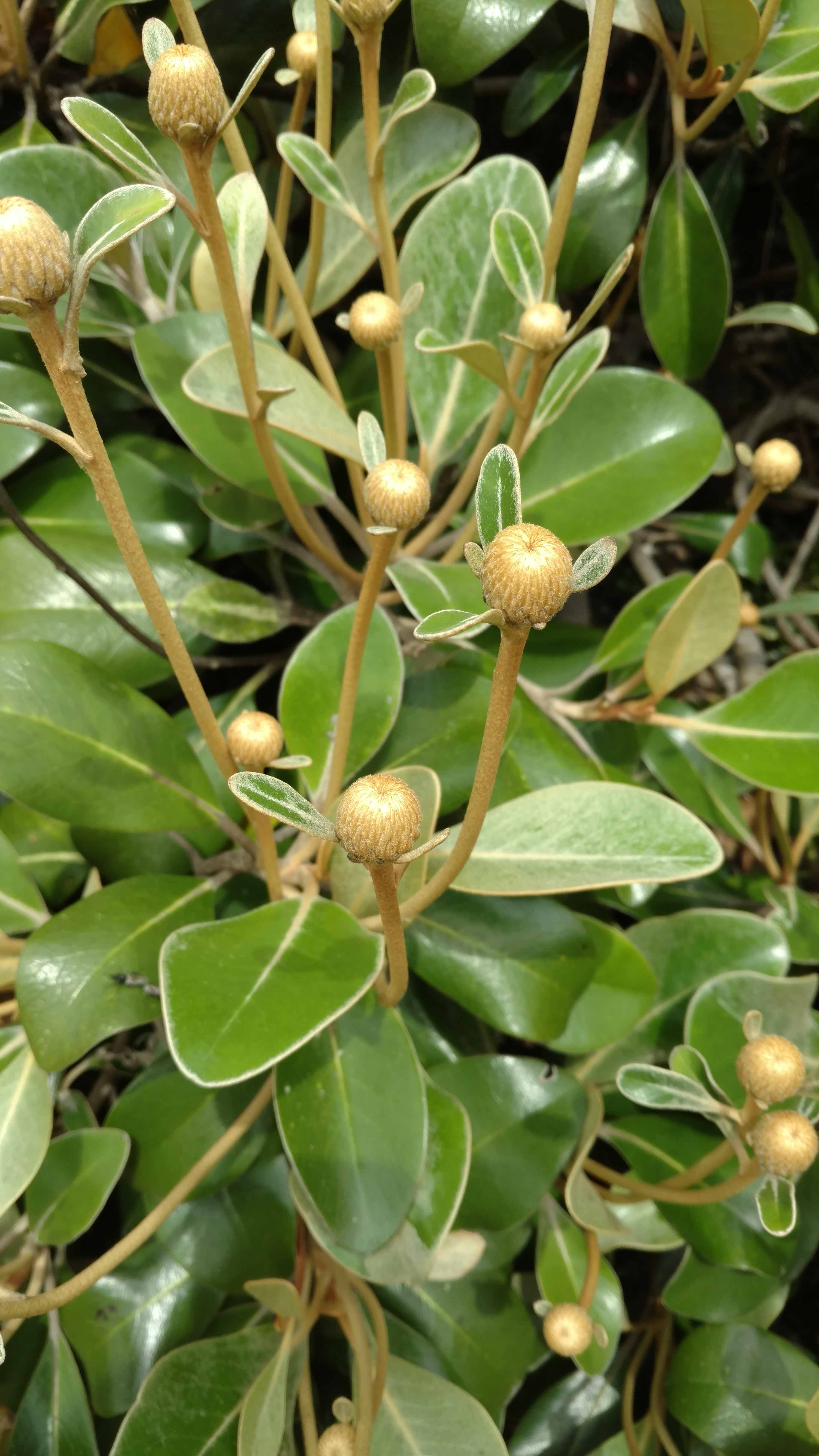 Pachystegia minor plantplacesimage20161213_124022.jpg