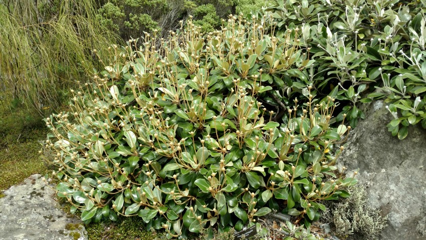 Pachystegia minor plantplacesimage20161213_124034.jpg