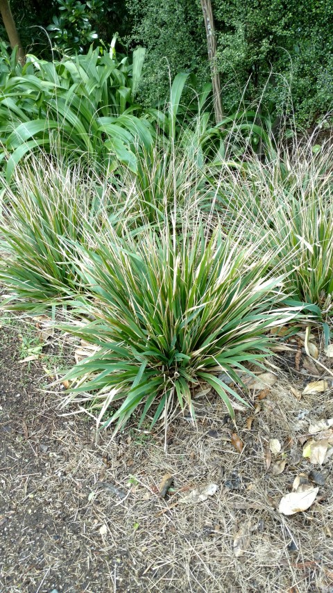 Microleana avenacea plantplacesimage20161213_125042.jpg