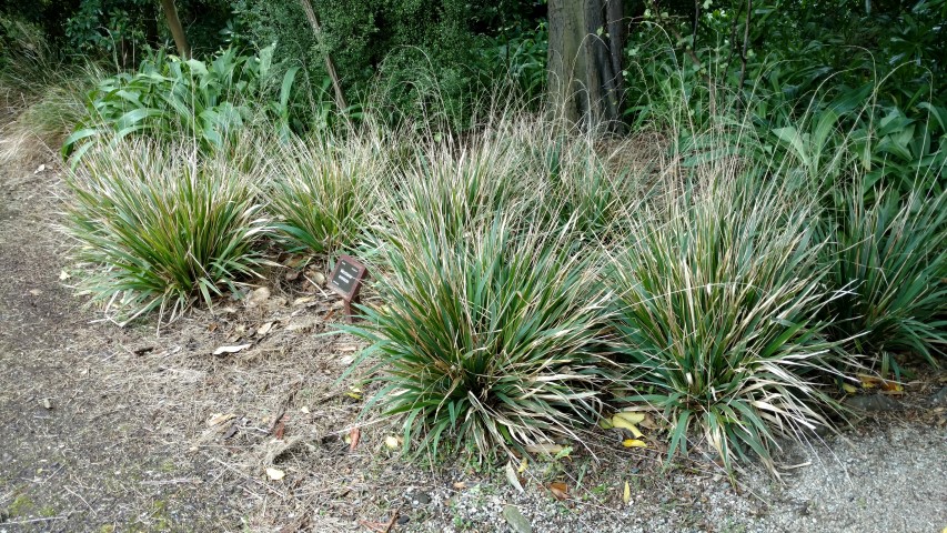 Microleana avenacea plantplacesimage20161213_125101.jpg