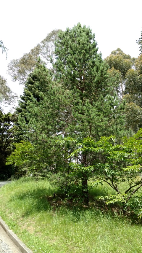 Pinus sylvestris plantplacesimage20161213_131751.jpg