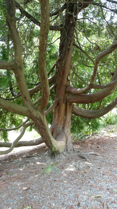 thujopsis dolobrata plantplacesimage20161213_132010.jpg