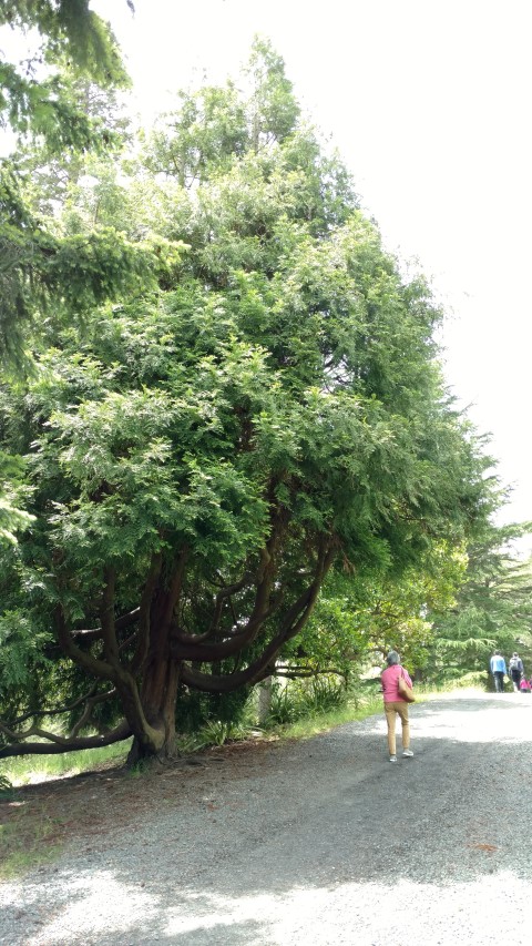 thujopsis dolobrata plantplacesimage20161213_132028.jpg