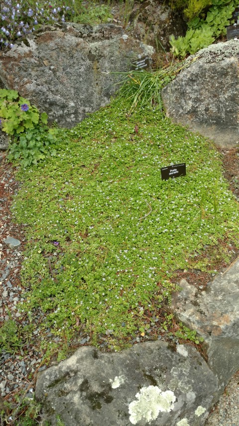 Pratia arenaria plantplacesimage20161213_133333.jpg