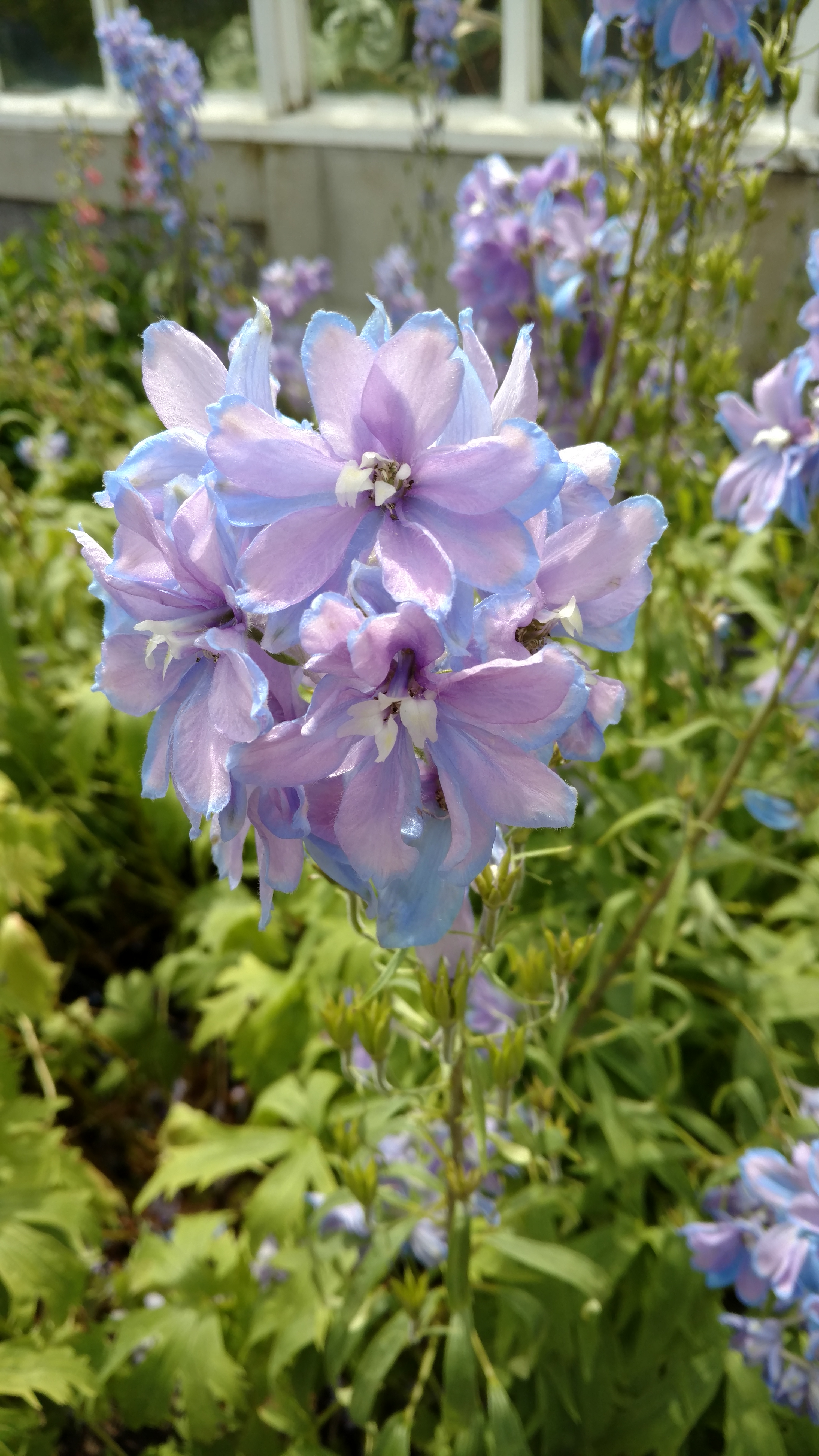 Gypsophila paniculata plantplacesimage20161213_140648.jpg