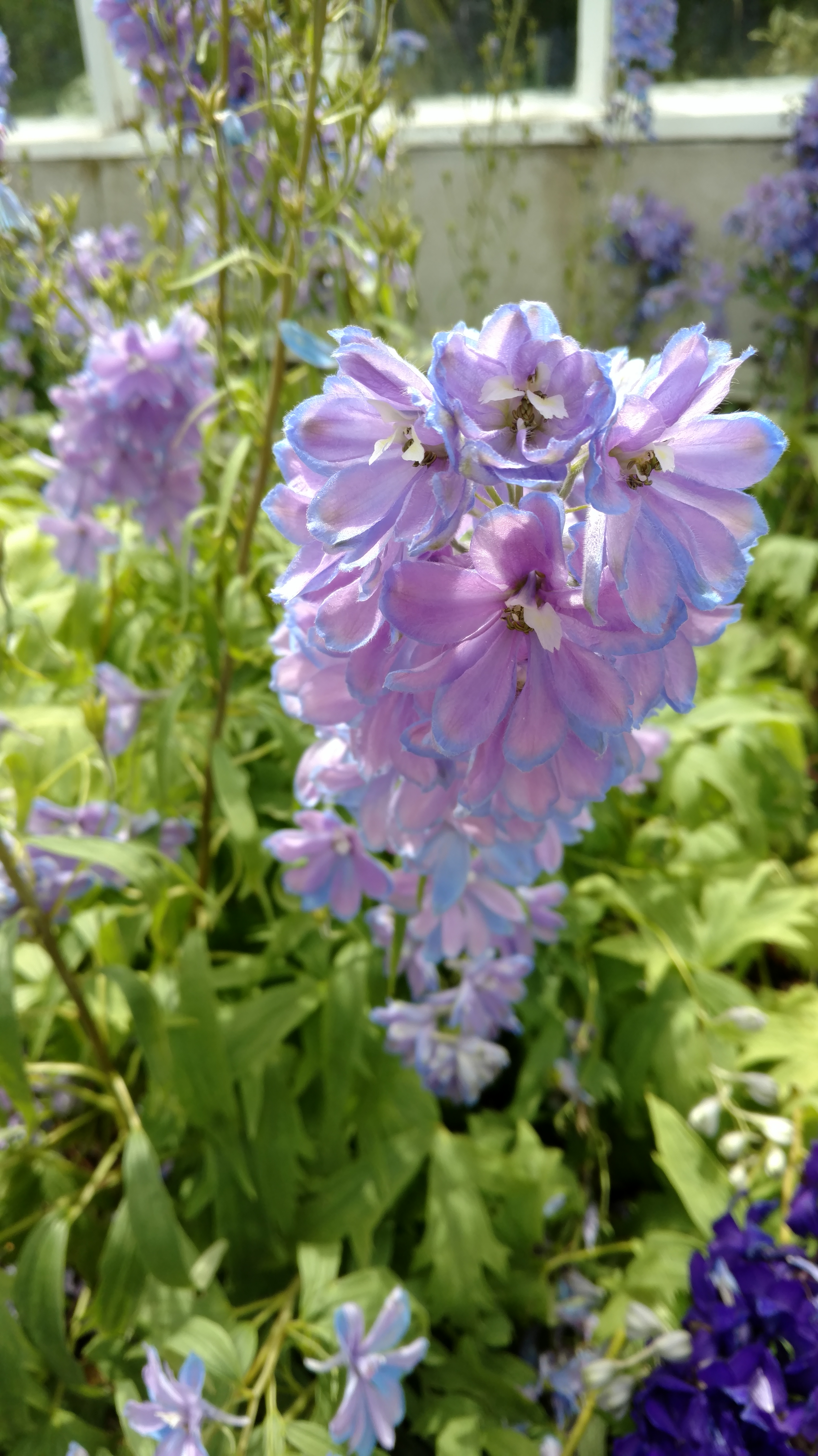 Gypsophila paniculata plantplacesimage20161213_140705.jpg