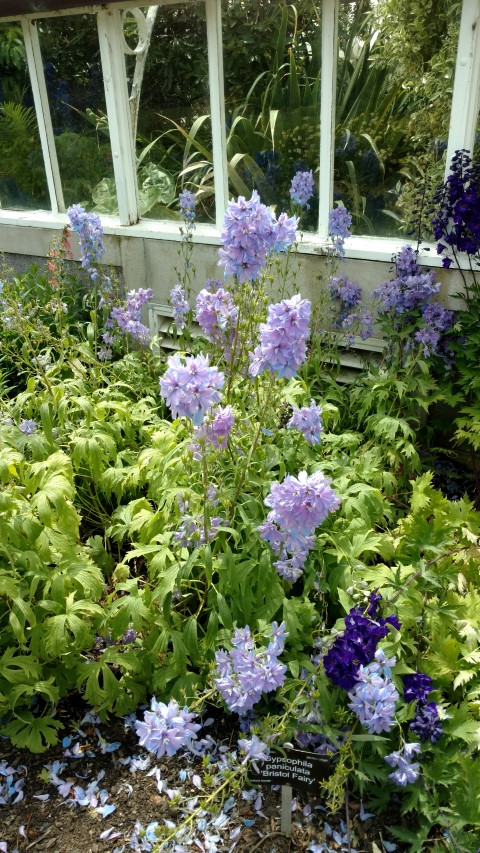 Gypsophila paniculata plantplacesimage20161213_140715.jpg