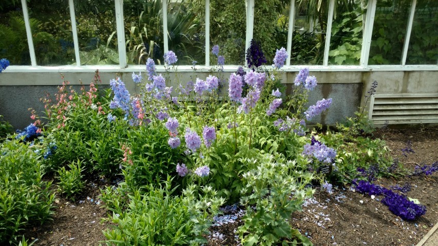 Gypsophila paniculata plantplacesimage20161213_140726.jpg