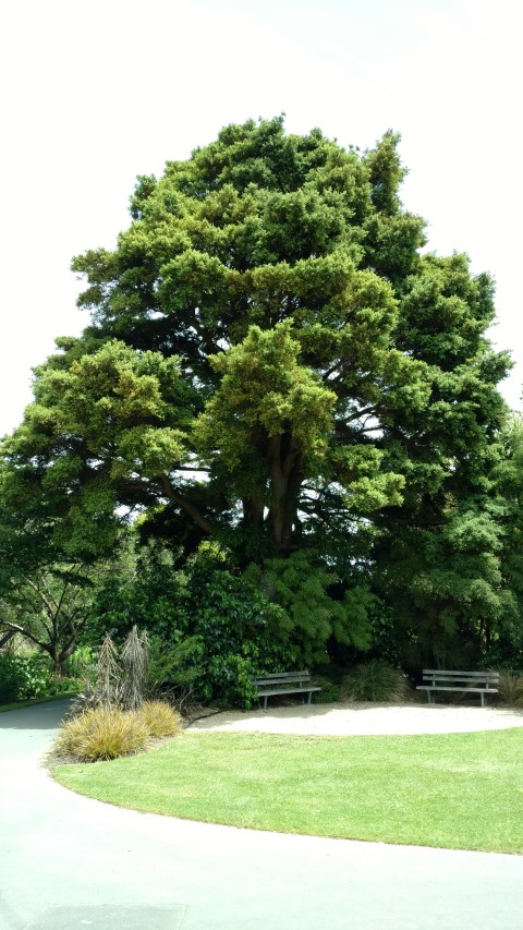 Podocarpus totara plantplacesimage20161213_141042.jpg