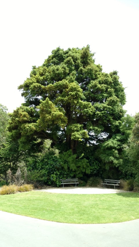 Podocarpus totara plantplacesimage20161213_141106.jpg