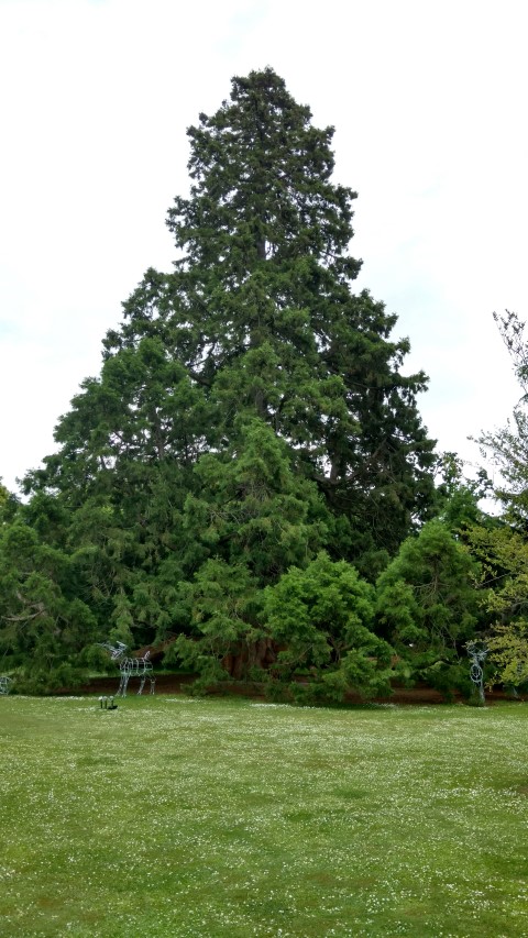 Sequoiadendron giganteum plantplacesimage20161214_123841.jpg