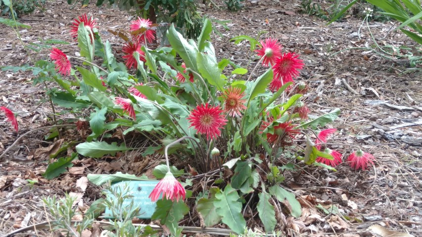 Gerbera jamesonii plantplacesimage20161214_124808.jpg
