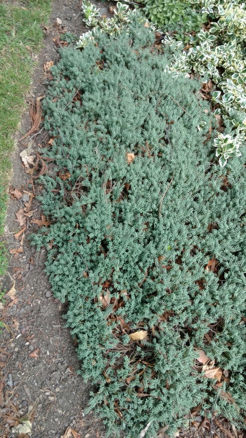 Pimelea prostrata plantplacesimage20161214_130136.jpg