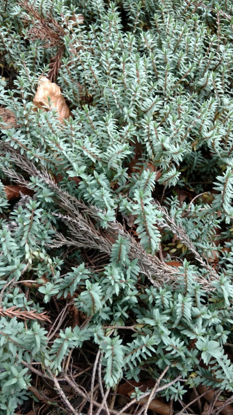 Pimelea prostrata plantplacesimage20161214_130146.jpg