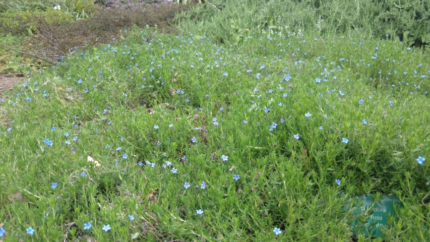 Lithodora diffusa plantplacesimage20161214_130611.jpg