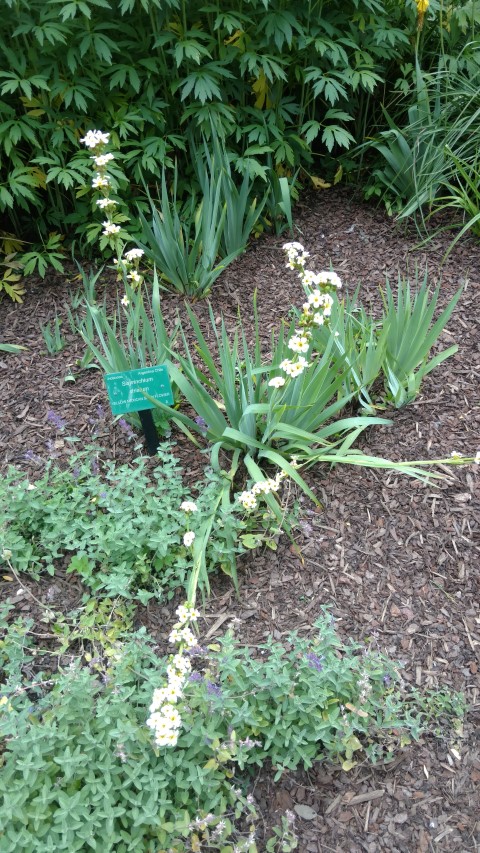 Sisyrinchium striatum plantplacesimage20161214_132008.jpg