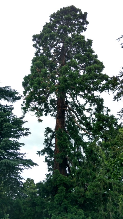 Sequoiadendron giganteum plantplacesimage20161214_132350.jpg