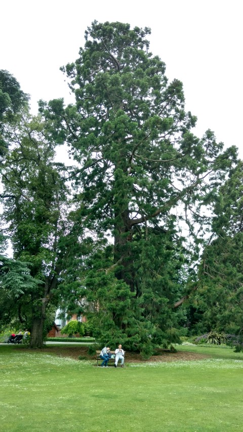 Sequoiadendron giganteum plantplacesimage20161214_132612.jpg