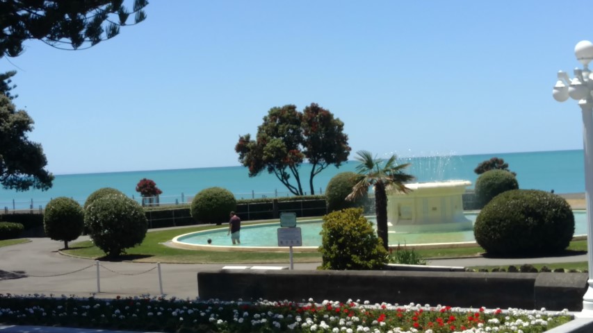 Metrosideros excelsa plantplacesimage20161216_130511.jpg