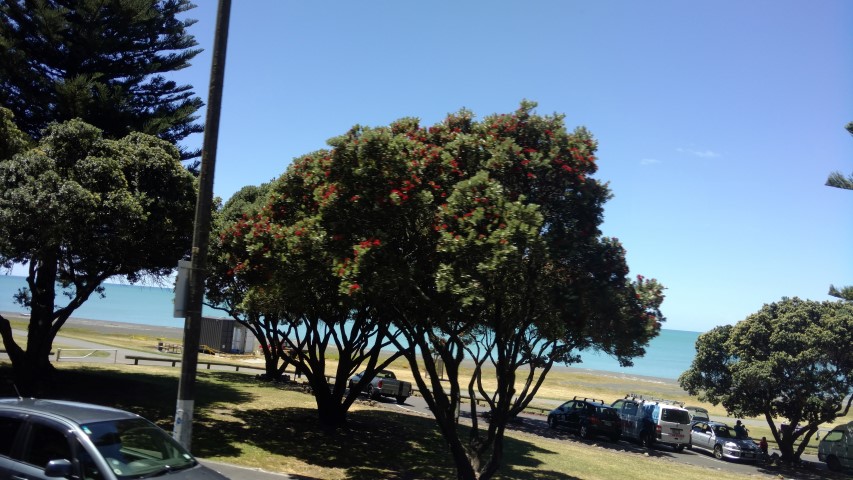 Metrosideros excelsa plantplacesimage20161216_130554.jpg