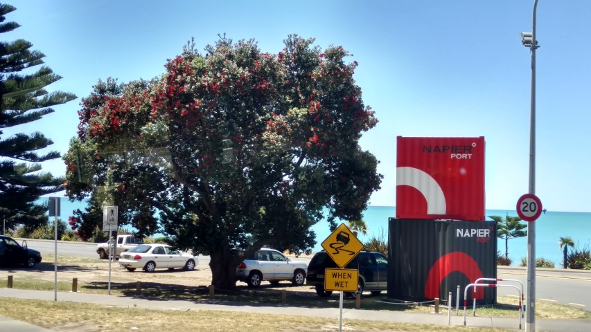 Metrosideros excelsa plantplacesimage20161216_130636.jpg