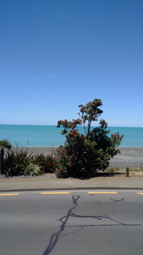 Metrosideros excelsa plantplacesimage20161216_130650.jpg