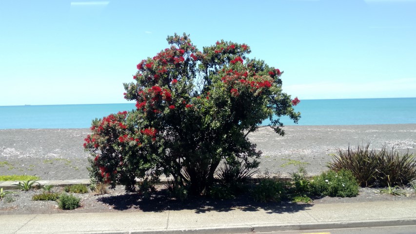 Metrosideros excelsa plantplacesimage20161216_130743.jpg