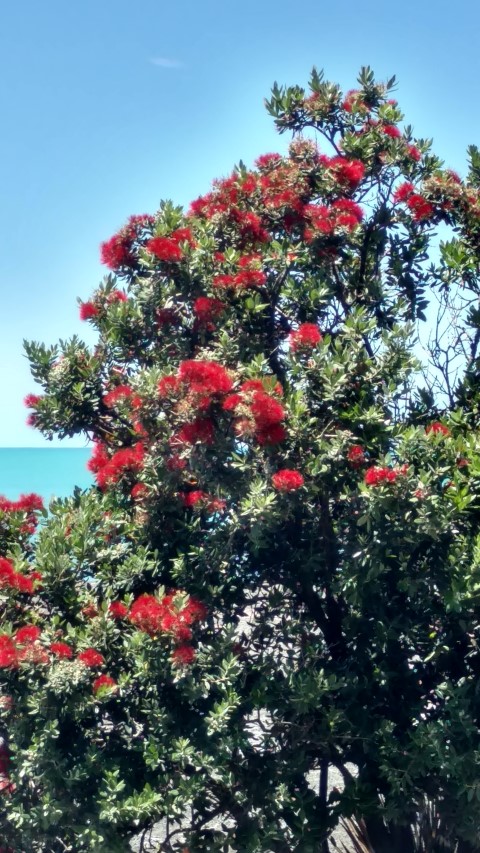 Metrosideros excelsa plantplacesimage20161216_130800.jpg