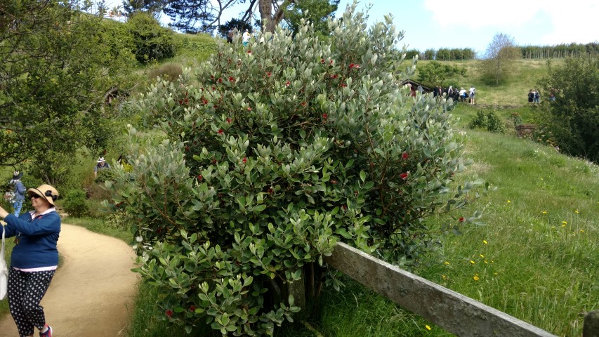 Metrosideros excelsa plantplacesimage20161217_094752.jpg