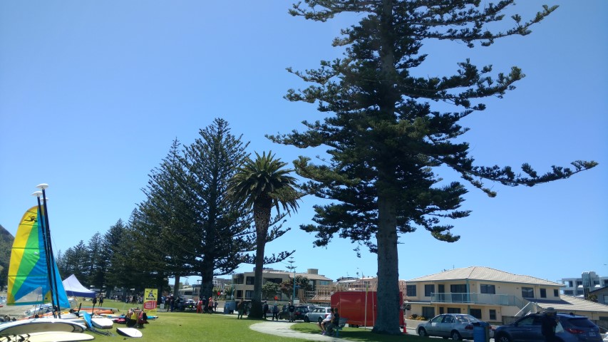 Metrosideros excelsa plantplacesimage20161217_134506.jpg