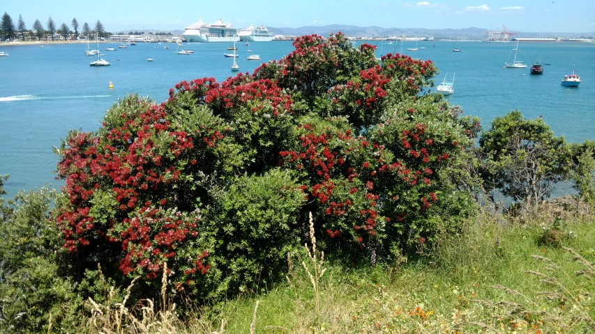 Metrosideros excelsa plantplacesimage20161217_140444.jpg