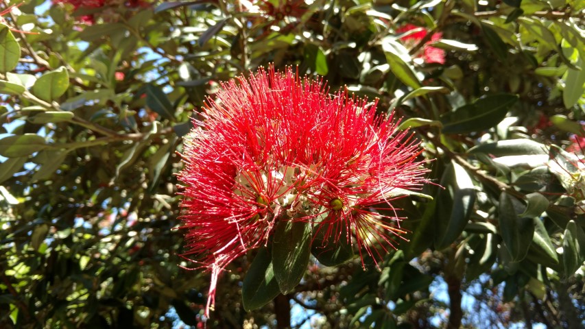 Metrosideros excelsa plantplacesimage20161217_140642.jpg