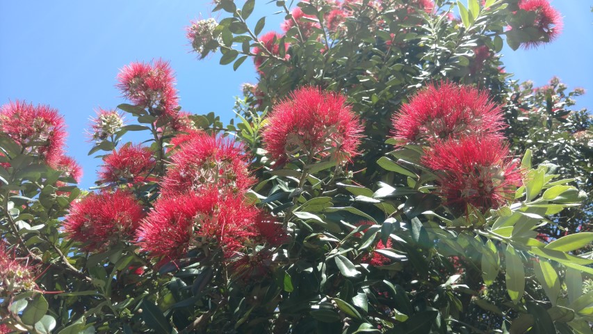 Metrosideros excelsa plantplacesimage20161217_140700.jpg