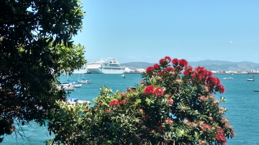 Metrosideros excelsa plantplacesimage20161217_140729.jpg