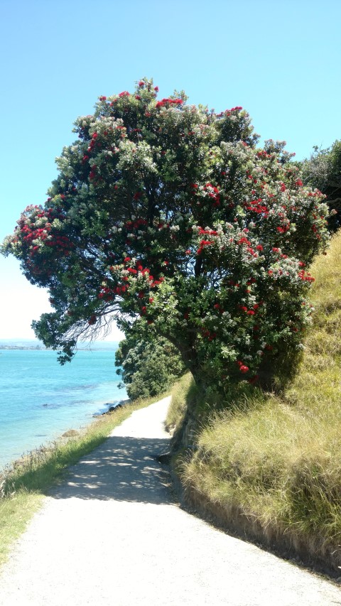 Metrosideros excelsa plantplacesimage20161217_141048.jpg