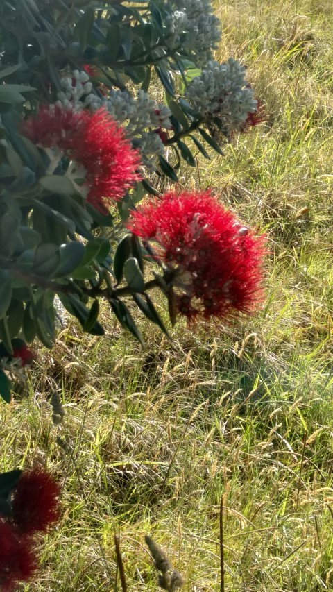 Metrosideros excelsa plantplacesimage20161217_141118.jpg