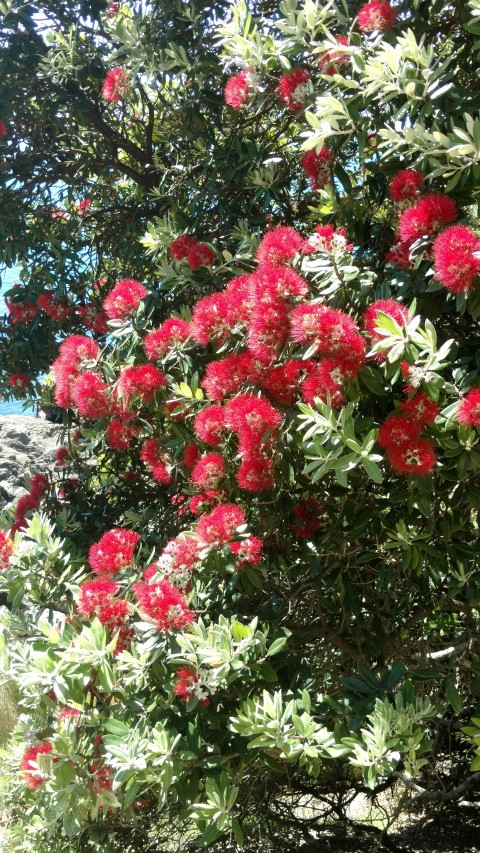 Metrosideros excelsa plantplacesimage20161217_145726.jpg