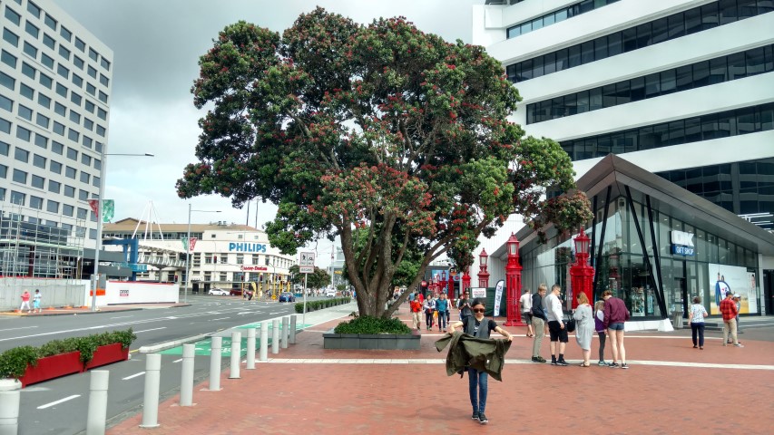 Metrosideros excelsa plantplacesimage20161218_104944.jpg