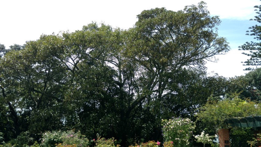 Ficus australis plantplacesimage20161218_121251.jpg